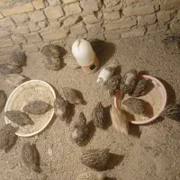 بلدرچین تخم گذار