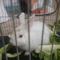 خرگوش دستی  آروم