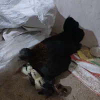 مرغ گلین جوجه دار
