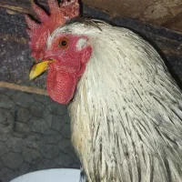 خروس گلین و کبوتر تهرونی|حیوانات مزرعه|اصفهان, جلفا|دیوار