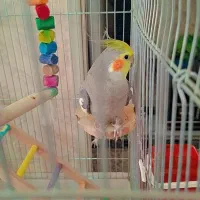 عروس هلندی نر سخن گو