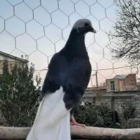 کبوتر اوچان|پرنده|قشلاق دشت, |دیوار