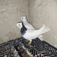 کبوتر طوقی سبز طوق آبی|پرنده|شیراز, شهرک سعدی|دیوار