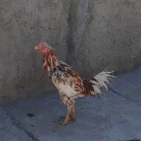 لاری