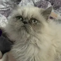 معاوضه گربه با گوشی