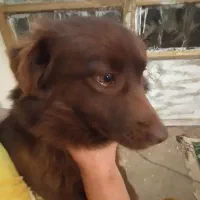 واگذاری سگ پاکوتاه