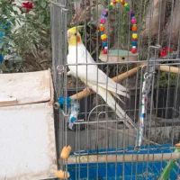 جفت عروس پاریس