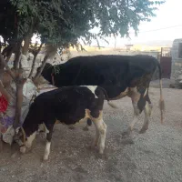 حیوانات مزرعه