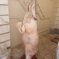 سلاخ سلاخی ذبح قصاب حرفهای گوساله گوسفند حلال|خدمات پذیرایی، مراسم|زنجان, |دیوار