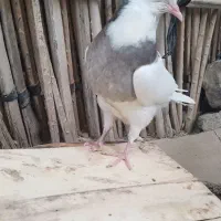 ۳تا جوجه طوقی فروشی