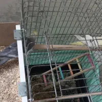 عروس هلندی|پرنده|وحیدیه, |دیوار