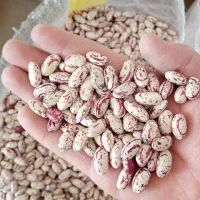 حبوبات و برنج و خرما عمده