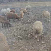 بره نر پای پروار|حیوانات مزرعه|مشگین شهر, |دیوار