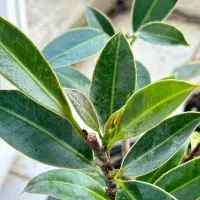 در فصل بهار رسیدگی به گیاهان فراموش نشه