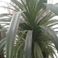 دو عدد گلهای آپارتمانی بزرگ|گل و گیاه طبیعی|کاشمر, |دیوار