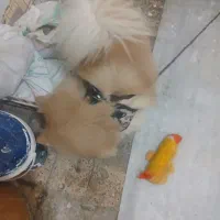 سگ پامرانین|سگ|تهران, جلیلی|دیوار