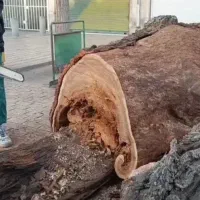 هرس و قطع درختان با اره برقی بابکت کهک خاک باغچه|خدمات باغبانی و درختکاری|قم, بنیاد|دیوار