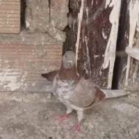 سه جفت نر و ماده عالی کفتر|پرنده|تهران, دولتخواه جنوبی|دیوار