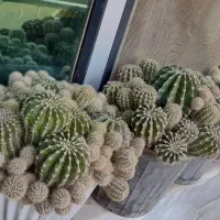 گل کاکتوس|گل و گیاه طبیعی|هشتگرد, مدرس|دیوار