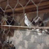 کبوتر فروشی