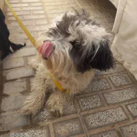 سن 1.5|سگ|تربت‌حیدریه, ۴۵ متری|دیوار