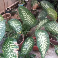 گل اپارتمانی|گل و گیاه طبیعی|کرمانشاه, |دیوار