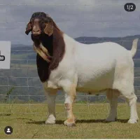 نیازمند کارگر اشنا به دامداری و چوپانی