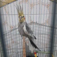 عروس هلندی