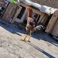 یک عدد خروس لاری