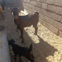 بز و دو بزغاله