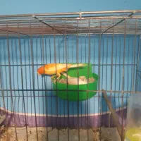 جفت قناری ‌.