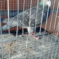 کفتر تعبیدی|پرنده|بجنورد, |دیوار