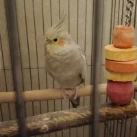 فروش عروس هلندی (اقای کاکولی وپسته خانم)|پرنده|پیشوا, |دیوار