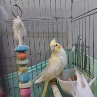 عروس هلندی ۹ ماهه نر و ماده|پرنده|تهران, علم و صنعت|دیوار