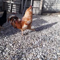 مرغ|حیوانات مزرعه|جوانرود, |دیوار