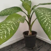 گل دیفن باخیا