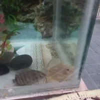 یک جفت ماهی سرحال و زیبا