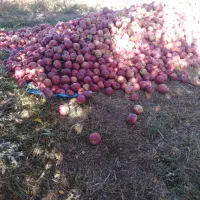 فروش سیب درجه 2