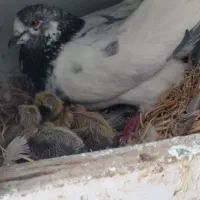 کبوتز یک جفت کله دم سبز با جوجه