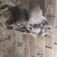 بز نر|حیوانات مزرعه|ایرانشهر, |دیوار