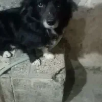 سگ پاکوتاه نژاددار.واکسن خورده|سگ|مشهد, امیر المومنین|دیوار