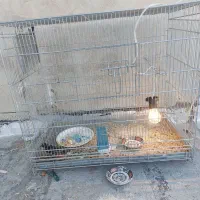 قفس|لوازم جانبی حیوانات|اسلامشهر, مظفریه|دیوار