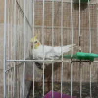 عروس هلندی با قفس|پرنده|گلبهار, شهر جدید گلبهار|دیوار