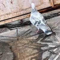 کفتر شامی نذ|پرنده|بم, |دیوار