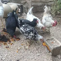 مرغ گلین لری اصل|حیوانات مزرعه|شیراز, کرونی(خاتونک)|دیوار