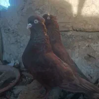 کبوتر سرخ و زاغ آبادانی|پرنده|اصفهان, گورتان|دیوار
