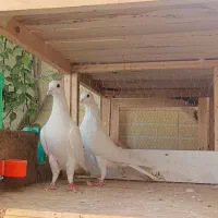 نرو ماده درجه 1 کاشان