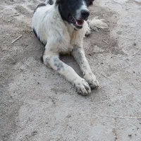 واگذاری توله نرقهدریجانی