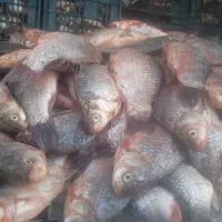 ماهی تازه کپور قیمت ۶۵