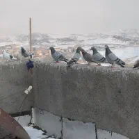 کبوتر شهرستانی پرشی|پرنده|بومهن, |دیوار